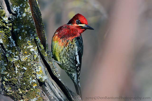 Red-breasted_Sapsucker_03
