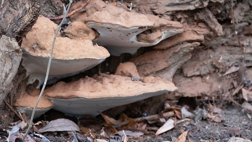Artist's palette fungus, Avon island