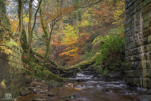 byerburn woods autumn trees leaves colours sonya7 sony2870mm manfrotto longexposure leepolariser ndgrad ©davidliddle ©camraman