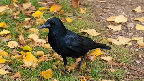 Carrion crow, Wollaton Park