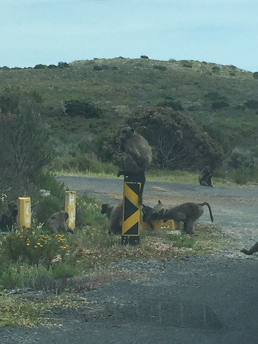 Cape Town