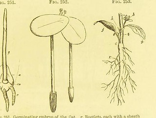 This image is taken from Page 129 of A manual of botany [e… | Flickr