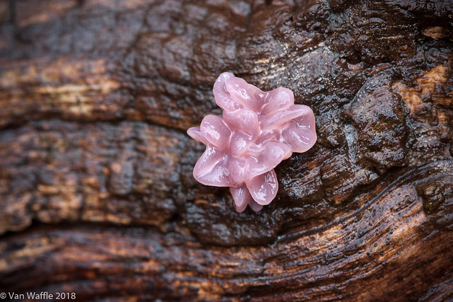 Ascocoryne sarcoides (purple jelly drops fungus)?