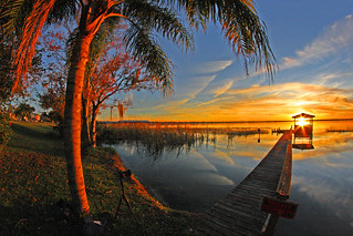 Bending Tree at Sunset, Lake Ariana, Auburndale, Florida