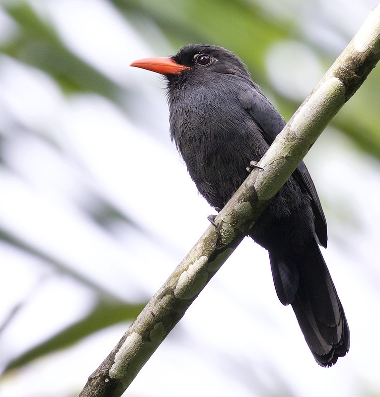 Black-fronted Nunbird, Monasa nigrifrons Ascanio_Peruvian Amazon 199A6113