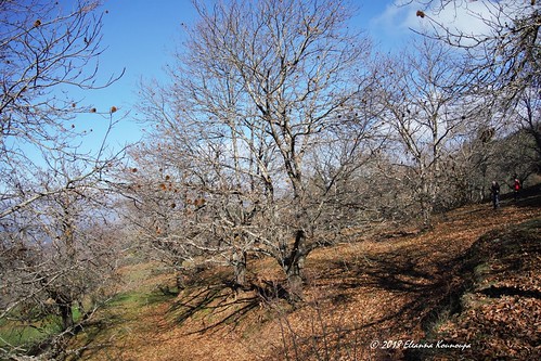 ελλάδα πελοπόννησοσ αρκαδία ανωδολιανά φύση βουνό φθινόπωρο greece peloponnese arkadia ano doliananaturemountainautumnδέντραtreesκαστανιάchestnut tree shadows σκιέσ landscapes τοπία
