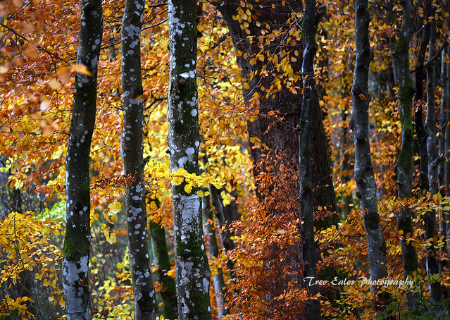 Autumn in Graythwaite Woods (1)