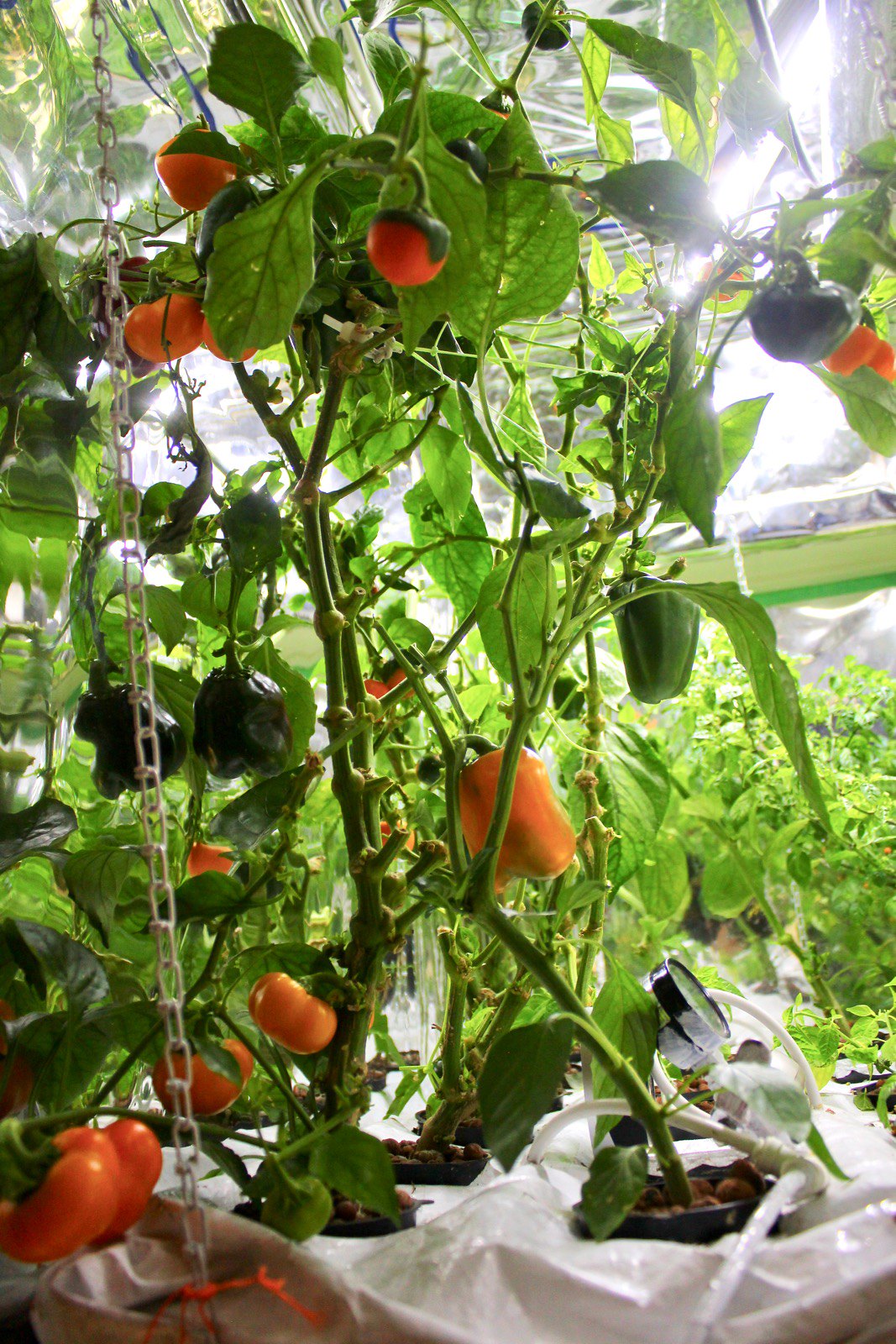 Indoor Aeroponic peppers