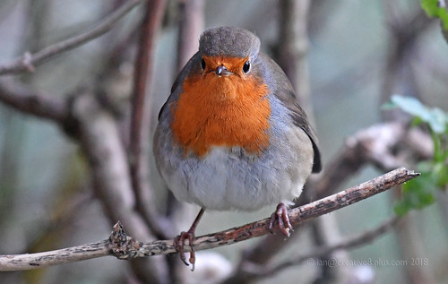 'Grumpy' in the morning... | Robin puffed up one cold mornin… | Flickr