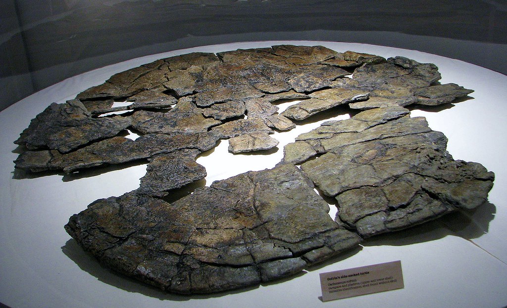 Carbonemys cofrinii --  an extinct neotropical turtle 4555