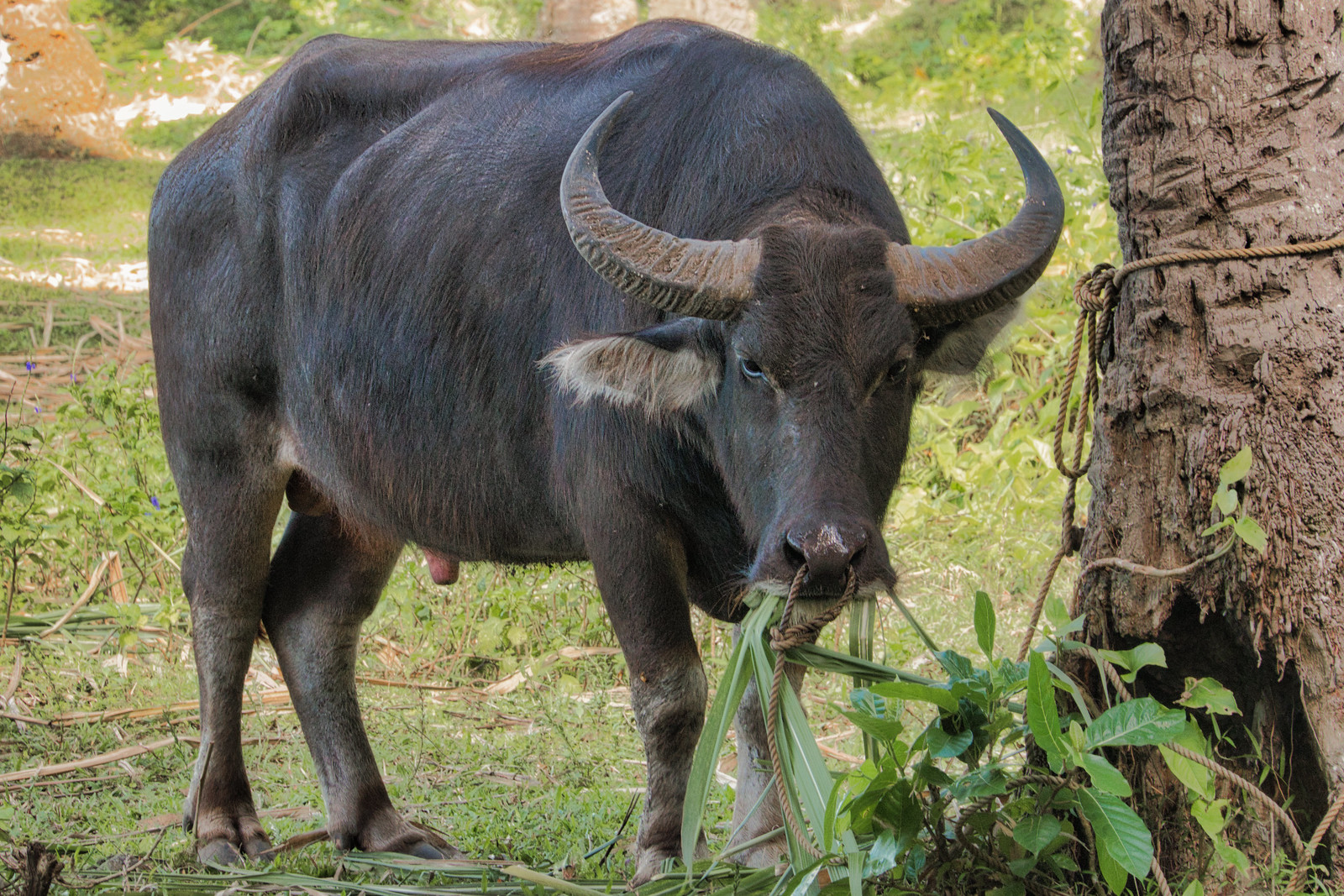 Карлик среди буйволов. Карабао Филиппины. Буйвол Карабао Филиппины. Филиппинский буйвол. Азиатский буйвол.