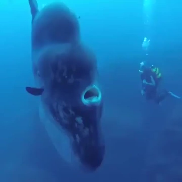 The Mola Mola, the world's largest boned fish, swimming with divers