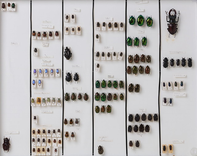 coleoptera-scarabaeidae-lucanidae-div-4824