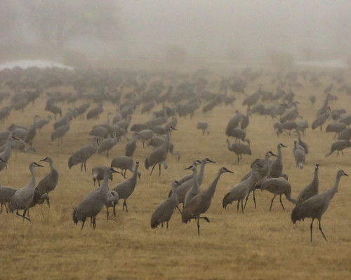 sandhillcranes cranes flock field cornfield forage fog kearney ne spring migration