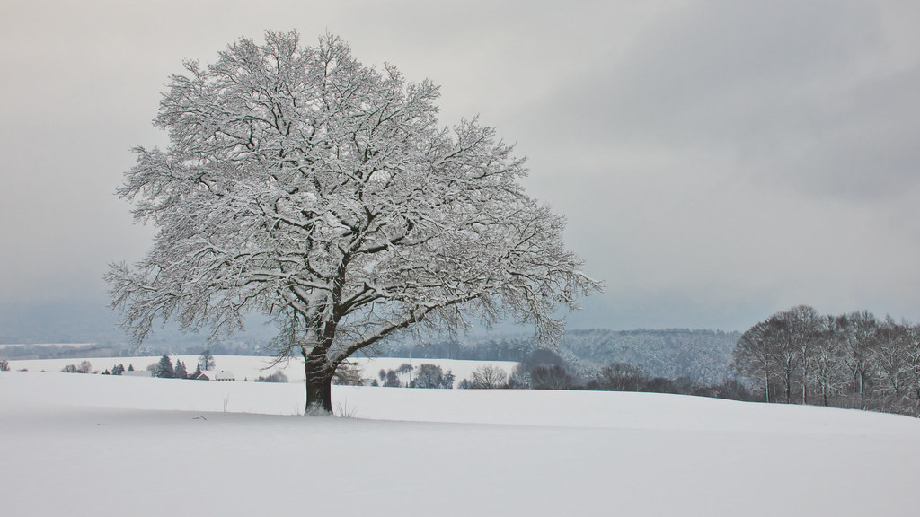 the famous oak in the Saxon Switzerland. (inExplore)