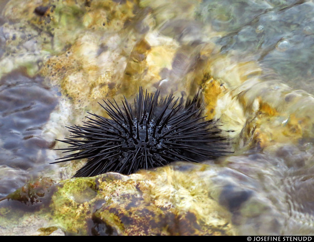 20170706_08k Spiky, black sea urchin on rock near the surface | Maslinica, Šolta, Croatia