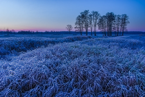 frosty trees meadows dawn pentax