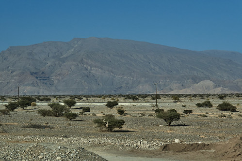 oman alberi trees deserto desert