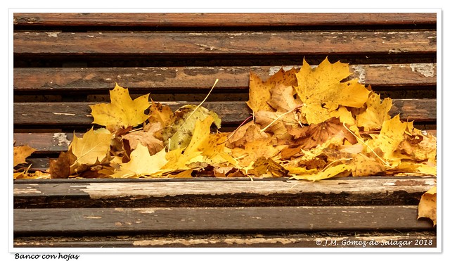 Hojas de un arce sobre un banco // Leaves of a maple on a bench