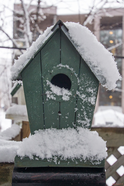 Birdhouse, Nichoir d'oiseaux sous la neige, Québec, Canada - 8456