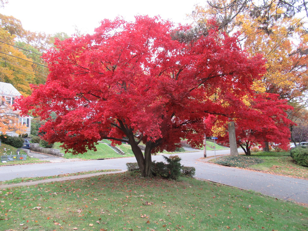 Red Maple Tree, November 2018
