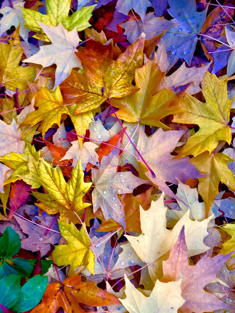 Fall foliage 2 | Patrick Lordan | Flickr