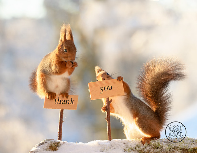 red squirrels with an sign and a thank you text