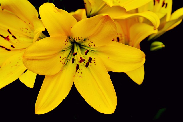Yellow Lily!!