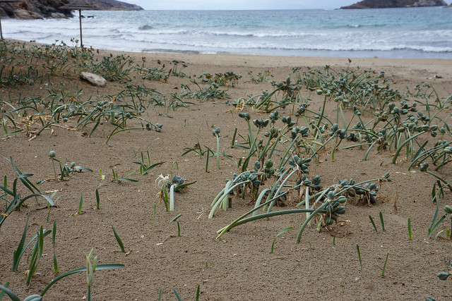 Pancratium maritimum (sea daffodils, sea lilies) mostly in seed on Agathopes Beach, Poseidonia, Syros