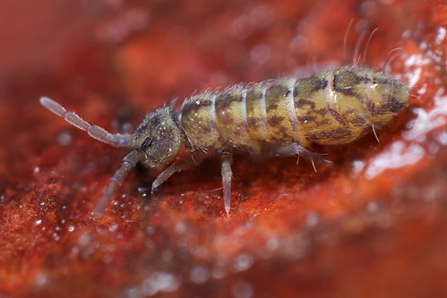 Isotomurus pseudopalustris | by marie1179