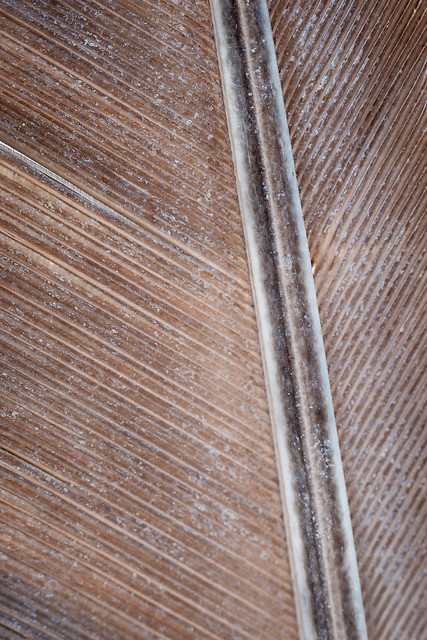 20190112_2450_1D3-100 Feather detail