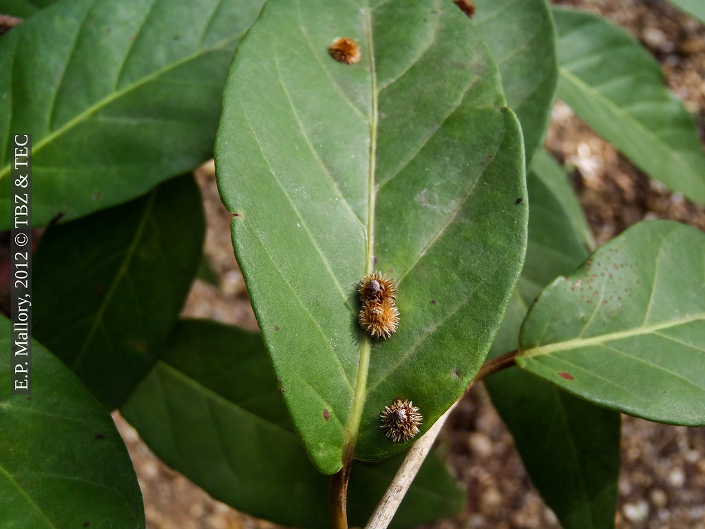 2012-07-24 TEC-0095 Scale insects or galls on Coccoloba cf. escuintlensis - E.P. Mallory
