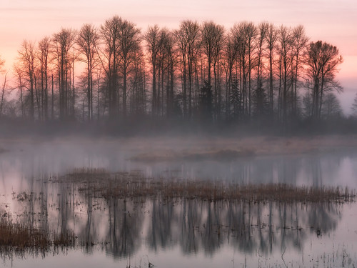 trees sunrise reflection pittmeadows fog foggy britishcolumbia canada marsh nature water lake tree mist river landscape dawn outdoors winter weather sunset pond grass sky forest sunlight outdoor morning wetland country scenery cold freezing grazing flood