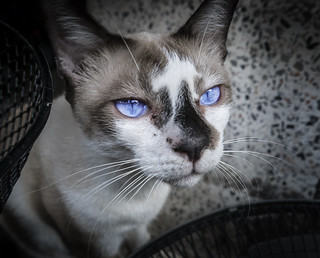 Mr. Blue eyes Bangkok, Thailand.