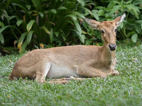 thailand sriracha chonburi zoo deer animal