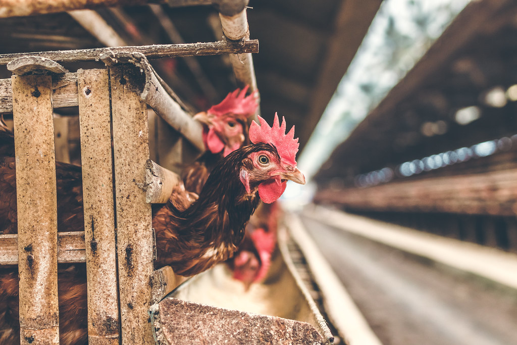Chickens in the cage on chicken farm. Chicken eggs farm. | Flickr