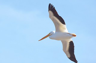 American White Pelican | by hbvol50