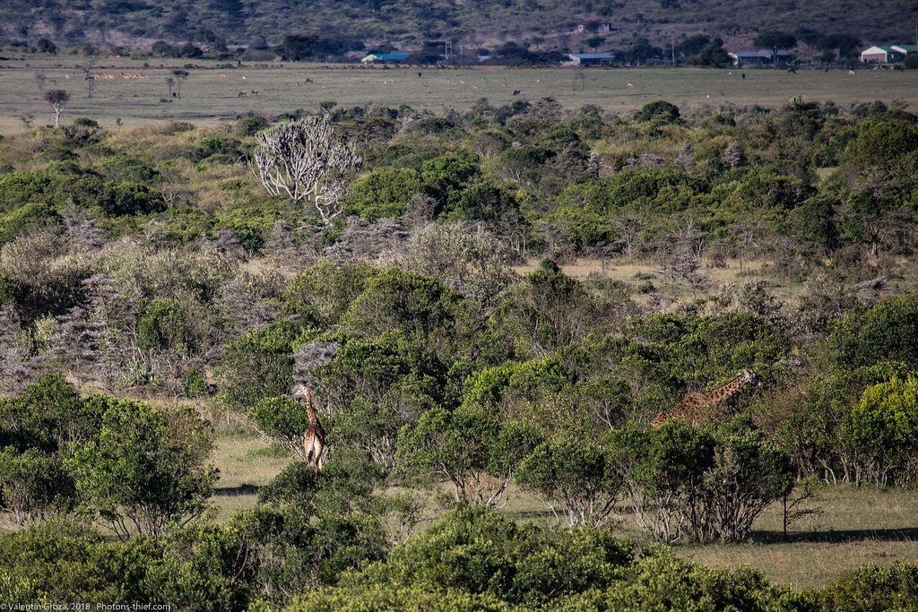 Girafe_septembrie 01_Maasai Mara_gradina
