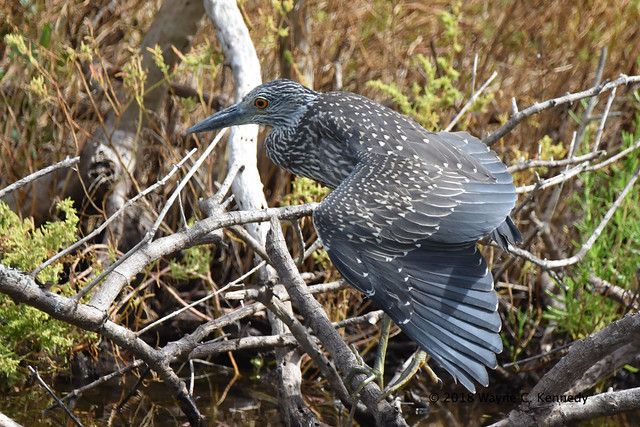 Juvenile Yellow-crowned Night Heron with wing spread