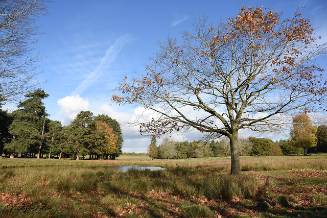 Landscape at Tatton Park