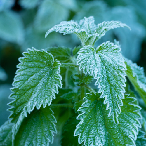 First frost of autumn: nettle