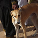 Festival International du Sahara: berberský pes sluga, foto: null