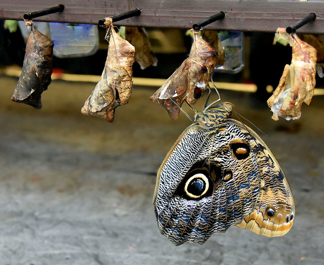 Butterfly Nursery --- Owl Butterfly and Chrysalis