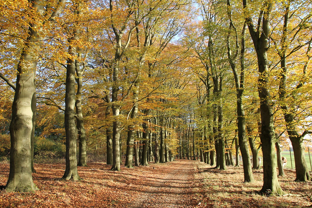 Beeches | Beeches in autumn, Kop van Deelen near Arnhem | Theo ...
