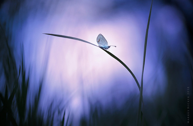 Short- tailed blue ... after sunset