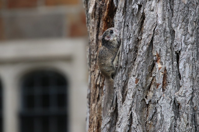 Southern Flying Squirrel in Ann Arbor on a late Autumn day at the University of Michigan - December 14th, 2018