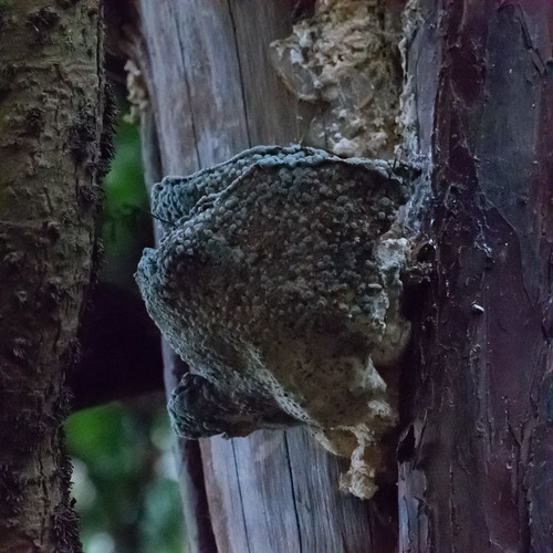 Mould-covered bracket fungus, Wollaton Park