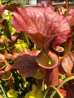 Sarracenia flava var. atropurpurea ‘FRT 1-1’