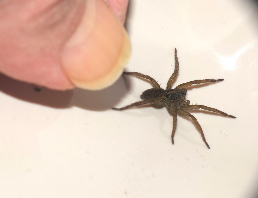 Small Male Wolf Spider. Thumb shown for size comparison. One Handed Super macro capture DSCF1308