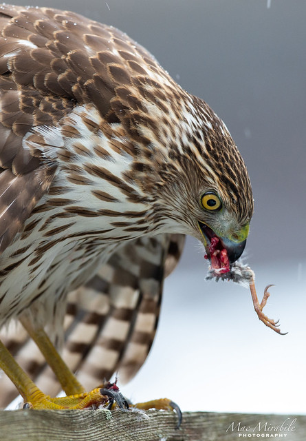 Cooper's hawk with lunch